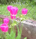 PIC_0365.webp