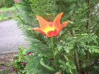 PIC_0361.webp