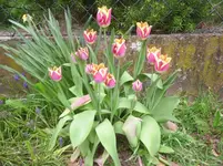 PIC_0363.webp