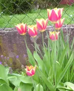 PIC_0364.webp
