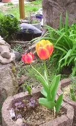 PIC_0375.webp