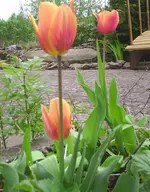 PIC_0381.webp