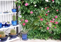Aloe1.webp