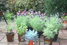 IMG_1870 - Kopie.webp