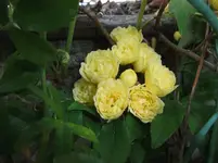 036.webp