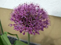 alliumblüte.webp