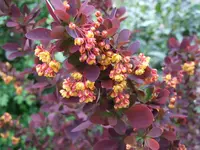 berberitzenblüte.webp