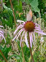 IMG_20260629_135008.webp