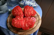 Zahnradtomate 0119.webp