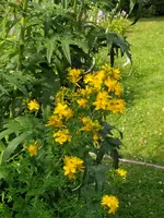 IMG_20260630_093737.webp