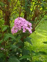 IMG_20260630_093718.webp