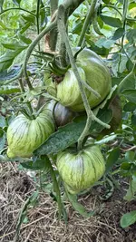 IMG_9083.webp
