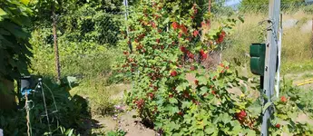 IMG_20260617_115703.webp