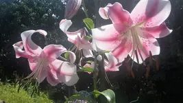 Baumlilie.webp