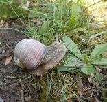 schnecke.webp schnecke.webp
