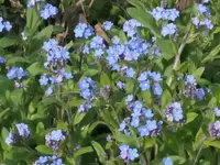 2026Myosotis2.webp