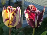 2026TuInsu2.webp