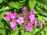 4.webp