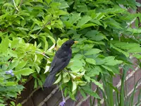 Amsel Männchen.webp