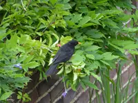 Turdus merula.webp