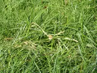 Maniola jurtina.webp