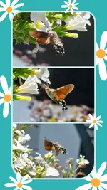 20260704_134707-COLLAGE.webp