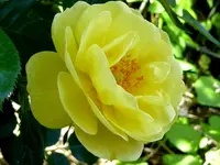 Bienenweide Gelb.webp