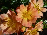 Bienenweide Apricot.webp