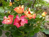 Sunshine Babylon Eyes.webp
