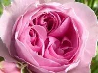 3.webp