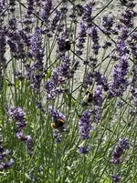 IMG_9139.webp