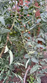 IMG_9158.webp