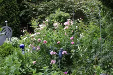 Elis-Garten 0326.webp