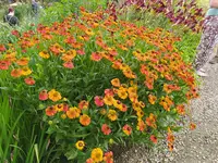 IMG_20260705_114239.webp