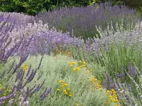 IMG_20260705_113131.webp