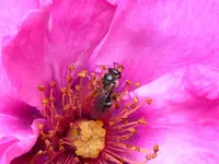 Wildbiene.webp