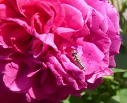 Ampfereule Raupe.webp