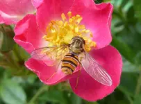Hainschwebfliege.webp