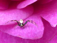 Veränderliche Krabbenspinne.webp