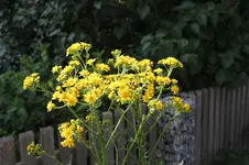 unbekannt 0226.webp