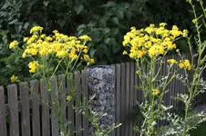 unbekannt 0326.webp