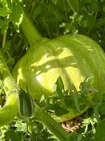 IMG_1035.webp IMG_1035.webp