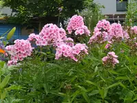 IMG_20260708_175752.webp