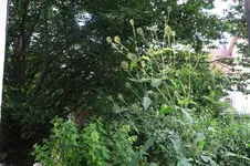 Wollige Karde 0220.webp