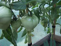 Sonnenherz Tohaus 08.07.26.webp