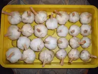 Knoblauch 08.07.26.webp