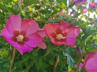 IMG_20260710_075542.webp