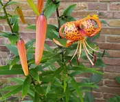 IMG_20260710_164817.webp