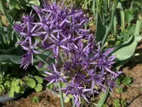 2026AlliVio.webp