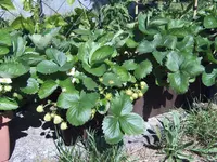 Erdbeeren 12.07 (3).webp